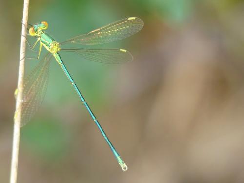 Lestes virens