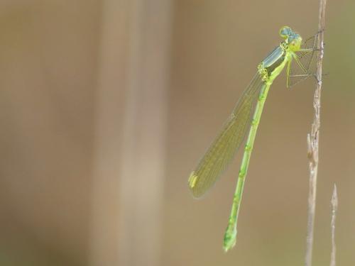 Lestes virens