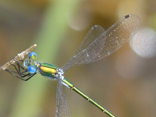 Lestes dryas