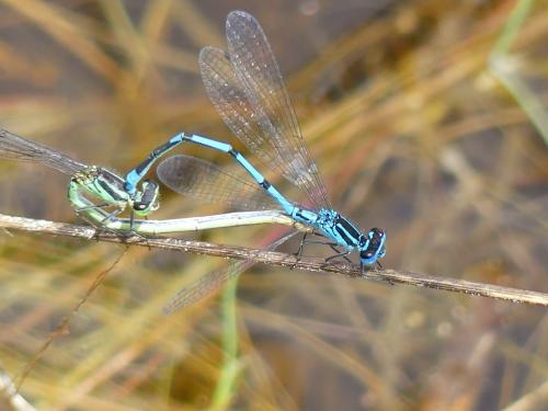 Réf. 324 636 : Coenagrion puella