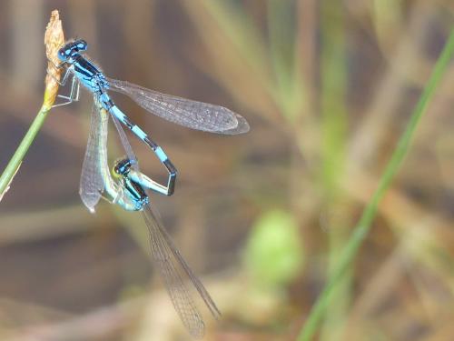 Réf. 324 762 : Coenagrion scitulum