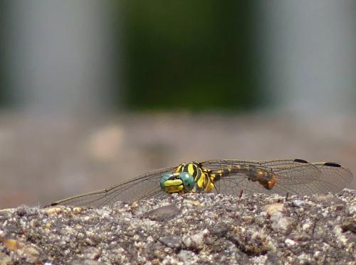 Onychogomphus uncatus