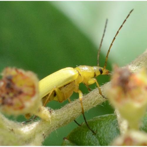 Réf. 324 457 : Cteniopus sulphureus