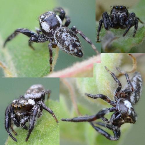 Macaroeris nidicolens