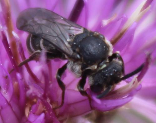 Réf. 324 769 : Aglaoapis tridentata