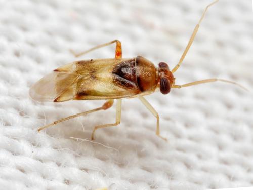 Pinalitus conspurcatus