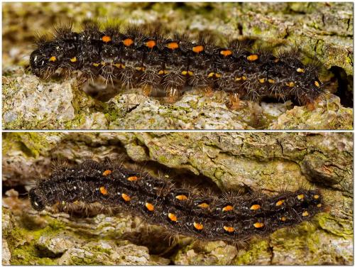 Eilema complana