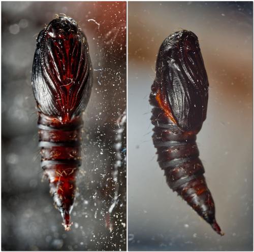 Réf. 324 108 : Archips crataegana
