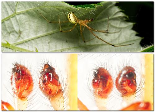 Réf. 324 467 : Enoplognatha ovata