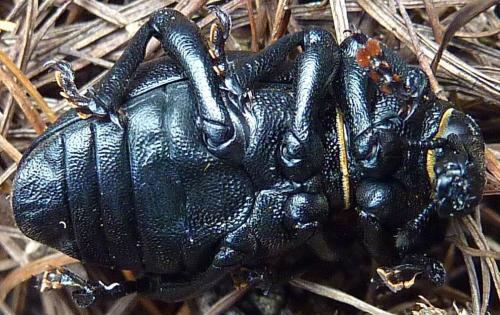 Réf. 324 667 : Liparus dirus