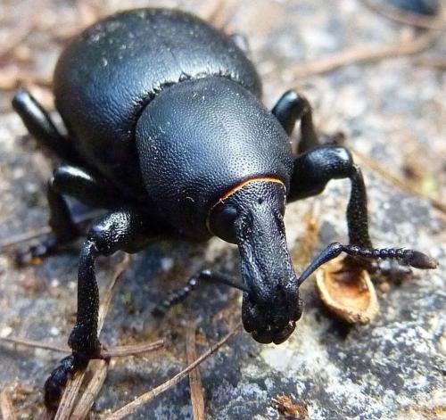 Réf. 324 669 : Liparus dirus