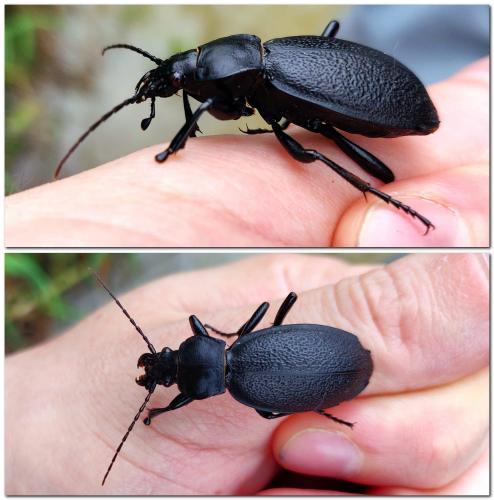 Réf. 324 656 : Carabus coriaceus