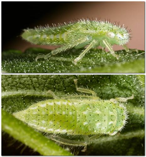 Réf. 324 890 : Iassus scutellaris