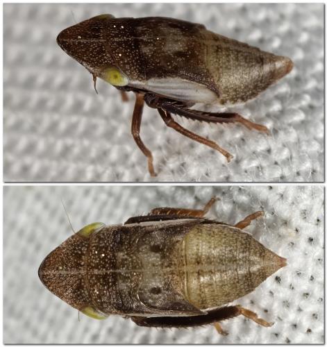 Réf. 324 909 : Aphrodes makarovi