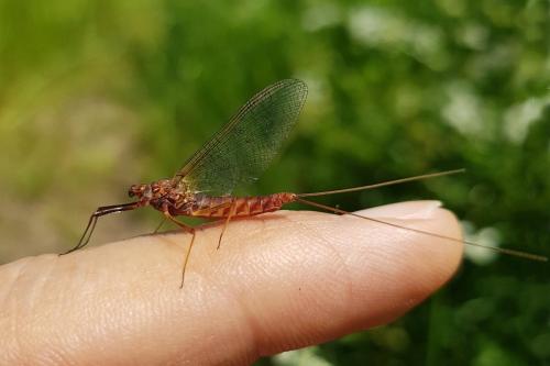 Réf. 324 242 : Ecdyonurus venosus