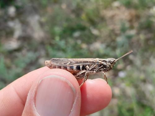 Chorthippus sp.