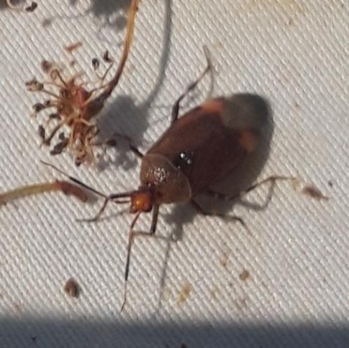 Réf. 324 112 : Deraeocoris olivaceus