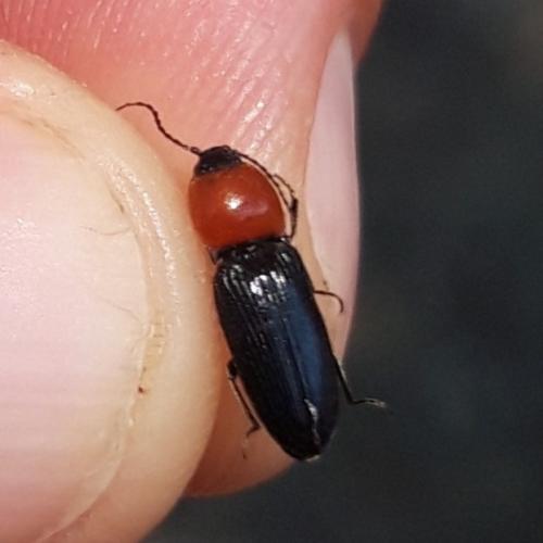 Cardiophorus gramineus