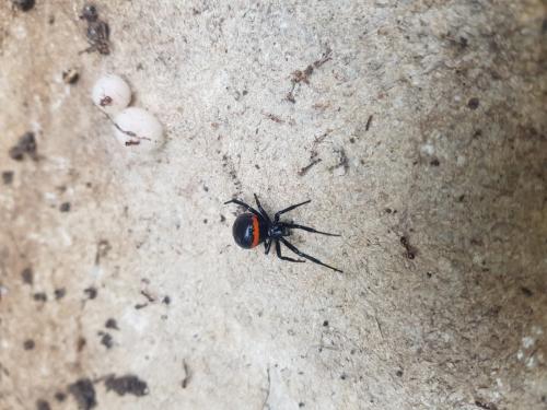 Steatoda paykulliana
