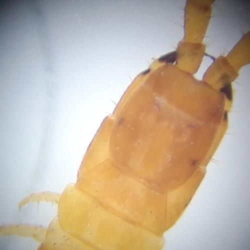 Réf. 324 937 : Geophilus flavus