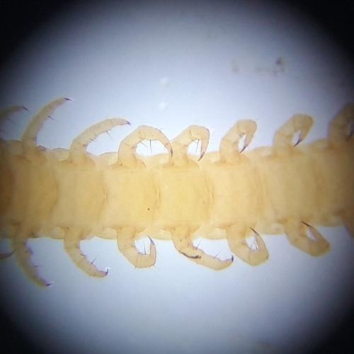 Geophilus flavus