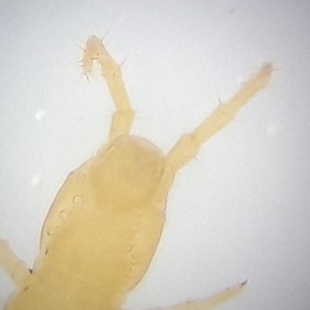 Geophilus flavus