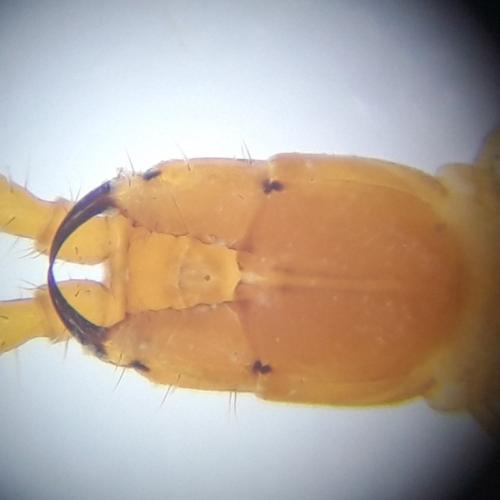 Réf. 324 940 : Geophilus flavus