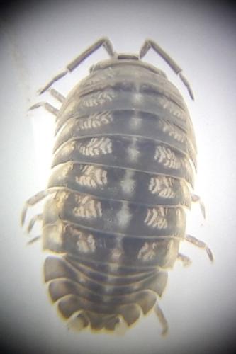 Réf. 324 930 : Armadillidium nasatum