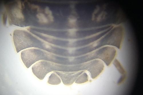 Réf. 324 931 : Armadillidium nasatum
