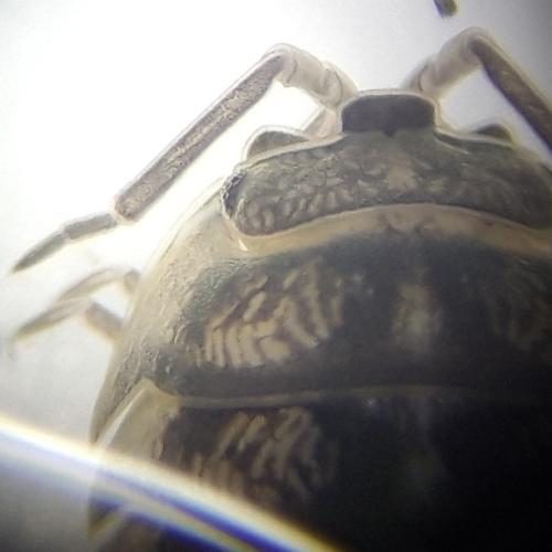 Réf. 324 932 : Armadillidium nasatum