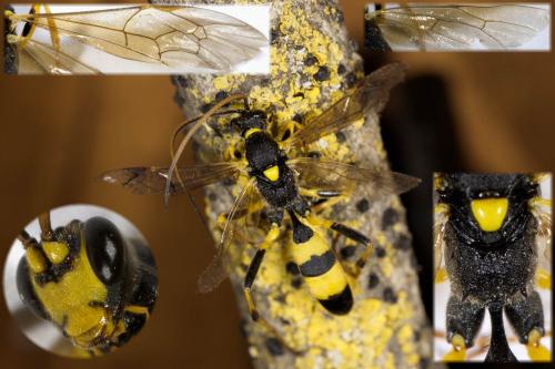 Réf. 324 525 : Amblyteles armatorius