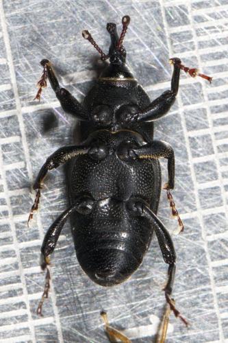 Sphenophorus sp.