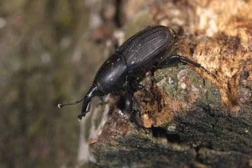 Sphenophorus sp.