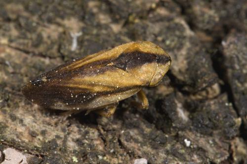 Philaenus spumarius