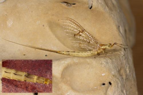 Ephemera glaucops