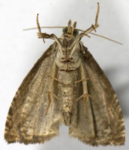 Notocelia uddmanniana