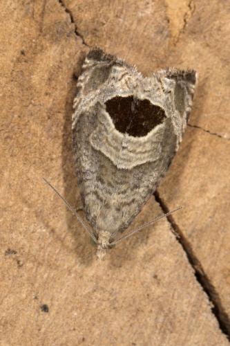 Réf. 324 420 : Notocelia uddmanniana