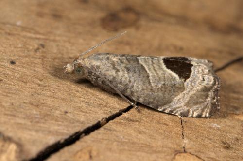 Notocelia uddmanniana
