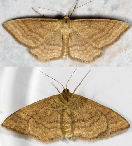 Réf. 324 755 : Idaea ochrata