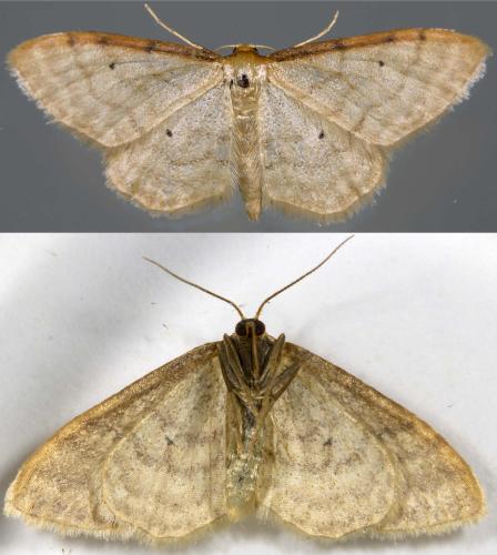 Idaea humiliata