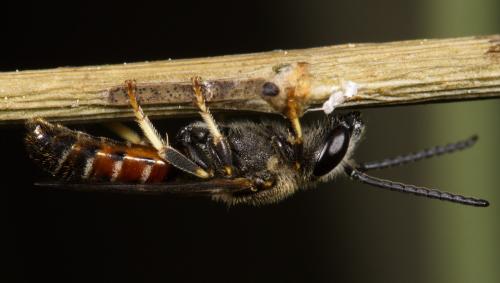 Réf. 324 818 : Lasioglossum calceatum