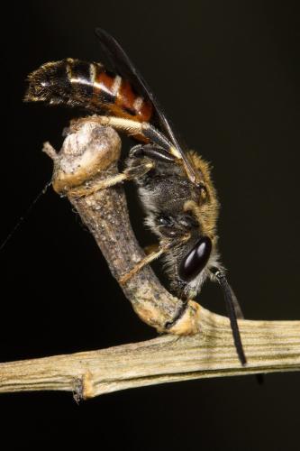 Réf. 324 817 : Lasioglossum calceatum