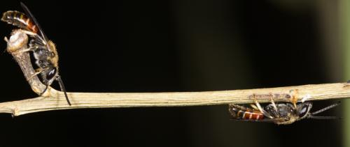 Réf. 324 816 : Lasioglossum calceatum