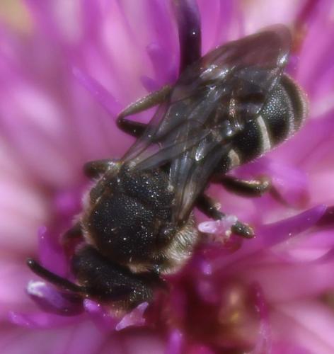 Aglaoapis tridentata