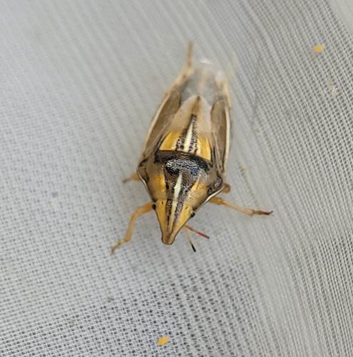 Réf. 324 521 : Aelia rostrata rostrata