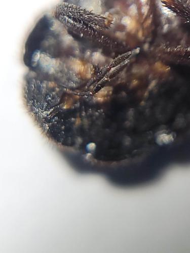 Odontoscelis fuliginosa
