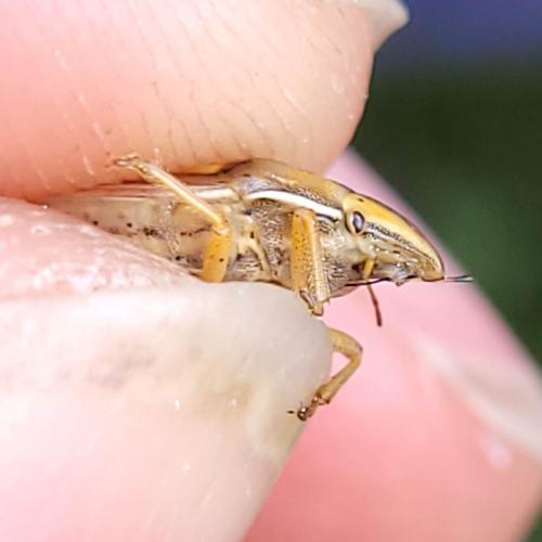 Réf. 324 524 : Aelia rostrata rostrata