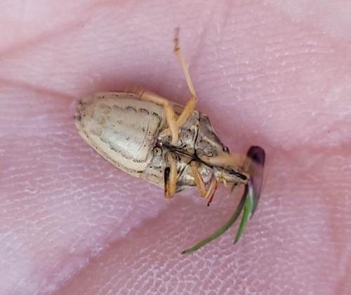 Réf. 324 522 : Aelia rostrata rostrata