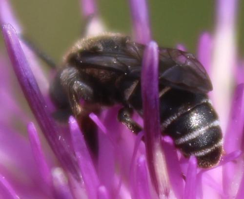 Réf. 324 771 : Aglaoapis tridentata