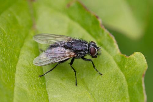 Réf. 324 206 : Dasyphora sp.